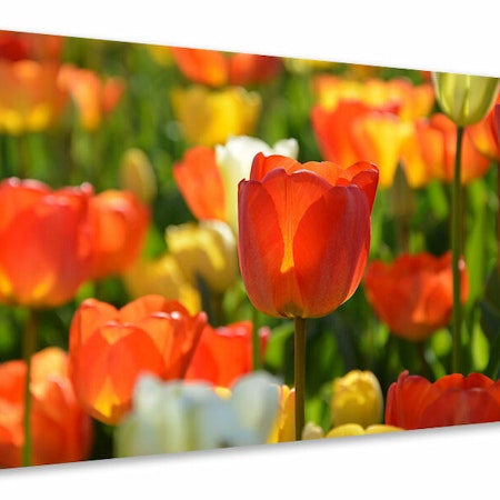 Ljuddämpande tavla - close up tulip field