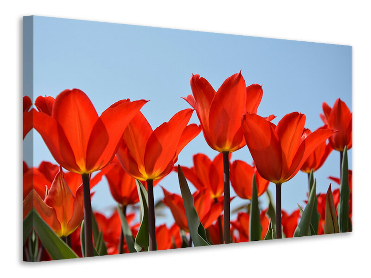 Ljuddämpande tavla - red tulips xl