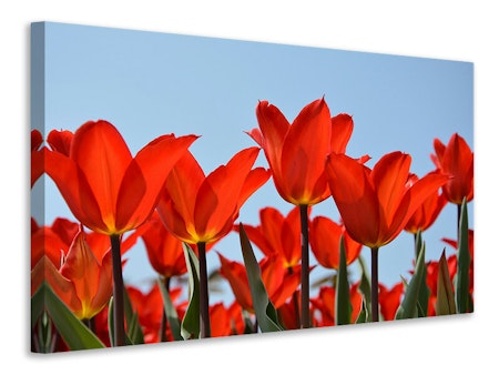 Ljuddämpande tavla - red tulips xl