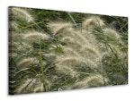 Ljuddämpande tavla - ornamental grass in the wind