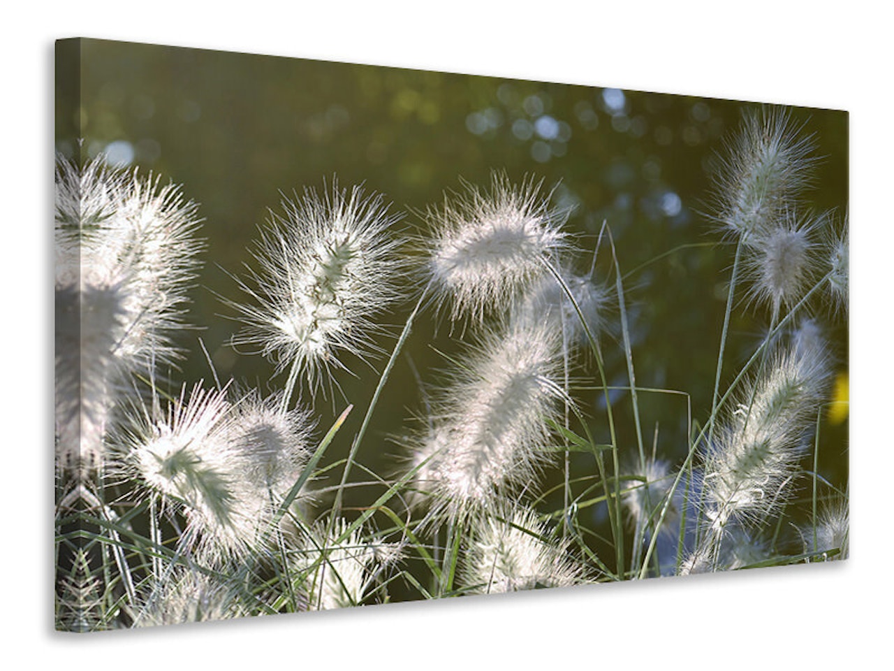 Ljuddämpande tavla - ornamental grasses in xl