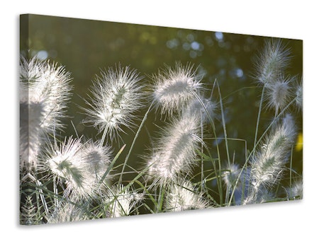 Ljuddämpande tavla - ornamental grasses in xl
