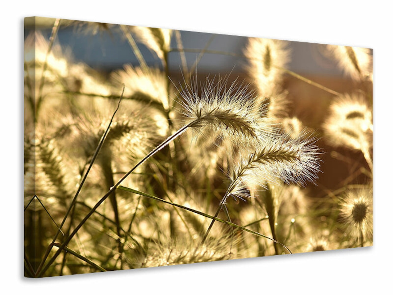 Ljuddämpande tavla - ornamental grass in the sunlight