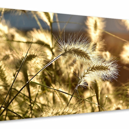 Ljuddämpande tavla - ornamental grass in the sunlight