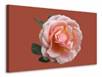 Ljuddämpande tavla - rose in pink xxl ii