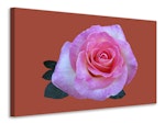 Ljuddämpande tavla - rose in pink xxl