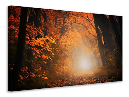 Ljuddämpande tavla - autumn light in the forest