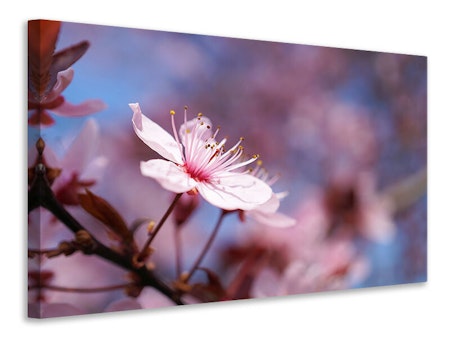 Ljuddämpande tavla - close up cherry blossom