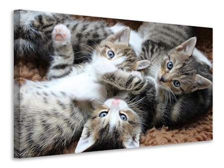 Ljuddämpande tavla - many kittens