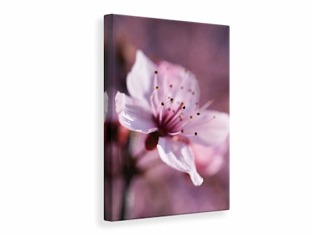 Ljuddämpande tavla - adorable cherry blossom