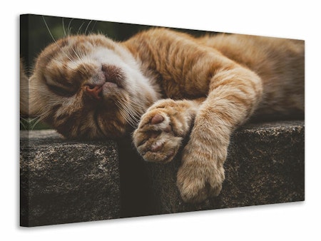 Ljuddämpande tavla - sleeping cat