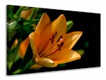 Ljuddämpande tavla - close up lily in orange