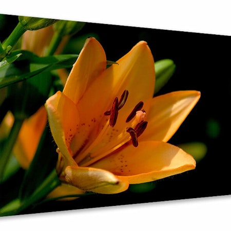 Ljuddämpande tavla - close up lily in orange