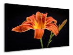 Ljuddämpande tavla - a lily flower in orange