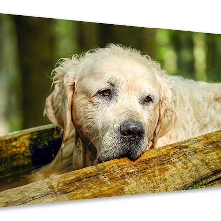 Ljuddämpande tavla - golden retriever in nature