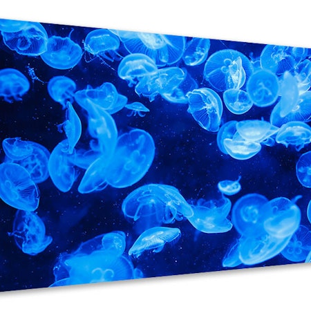 Ljuddämpande tavla - many jellyfish in the blue water