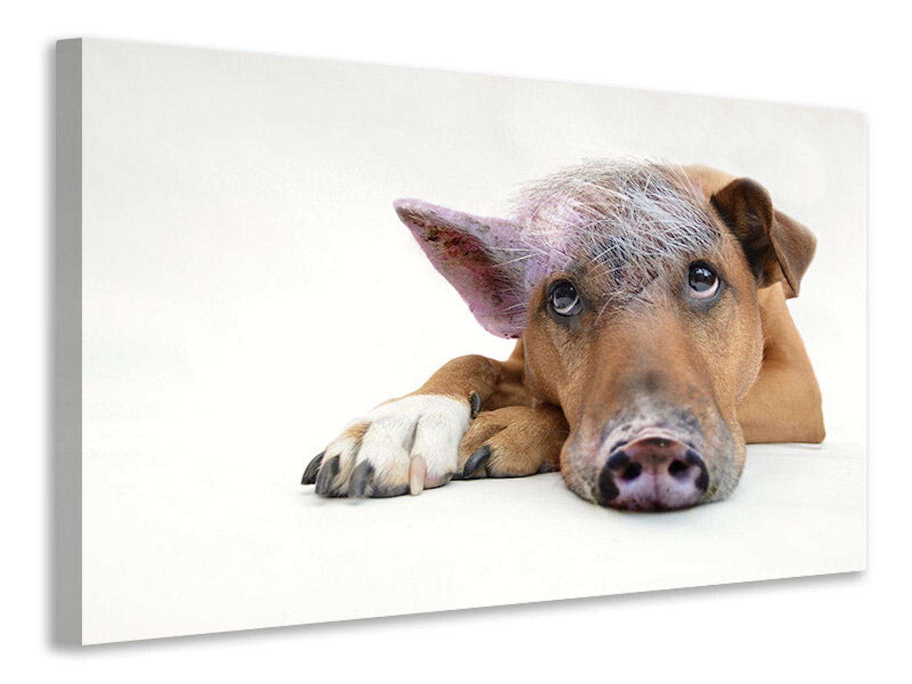 Ljuddämpande tavla - the funny pig dog