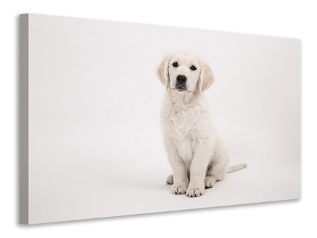 Ljuddämpande tavla - sweet golden retriever puppy