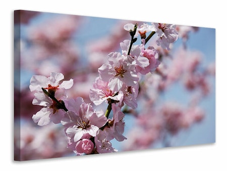 Ljuddämpande tavla - japanese cherry tree close up