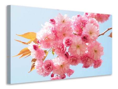 Ljuddämpande tavla - the cherry blossoms