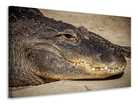 Ljuddämpande tavla - attention alligator