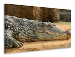 Ljuddämpande tavla - the nile crocodile