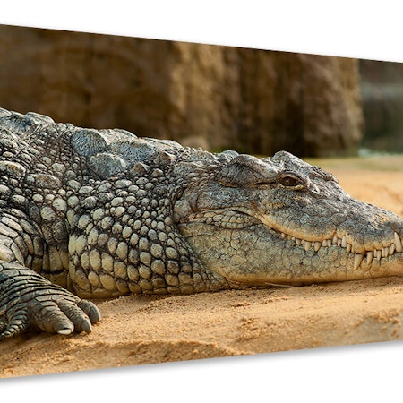 Ljuddämpande tavla - the nile crocodile