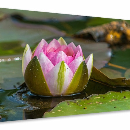 Ljuddämpande tavla - xl water lily in pink