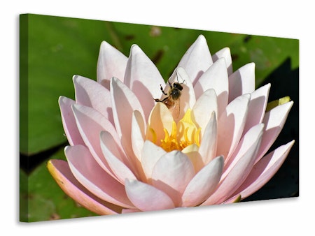 Ljuddämpande tavla - the bee on the water lily