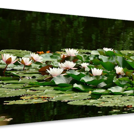 Ljuddämpande tavla - a field full of water lilies