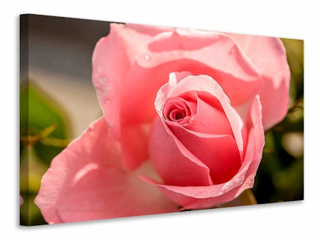Ljuddämpande tavla - the rose in pink