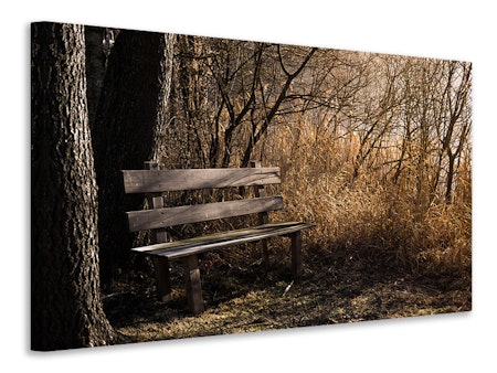 Ljuddämpande tavla - wooden bench in the forest