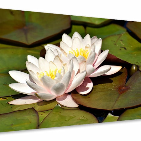 Ljuddämpande tavla - water lily duo in white