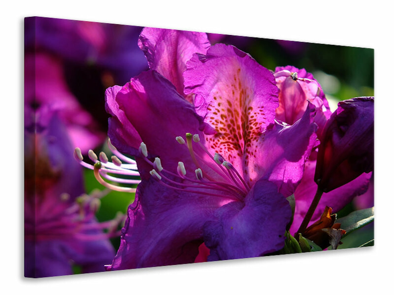 Ljuddämpande tavla - the rhododendron