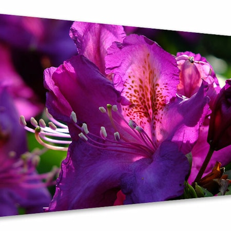 Ljuddämpande tavla - the rhododendron