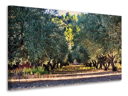 Ljuddämpande tavla - magnificent olive trees