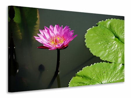 Ljuddämpande tavla - lotus flower in pink