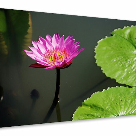 Ljuddämpande tavla - lotus flower in pink