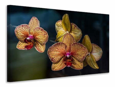 Ljuddämpande tavla - orchidaceae