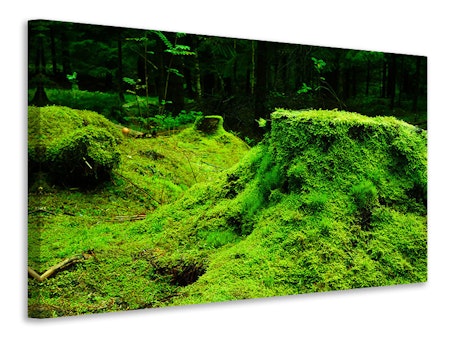 Ljuddämpande tavla - moss in the forest