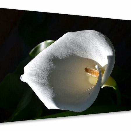 Ljuddämpande tavla - wonderful calla