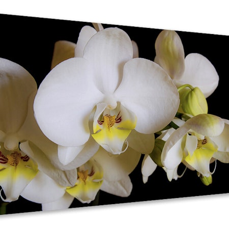 Ljuddämpande tavla - white orchids in bloom