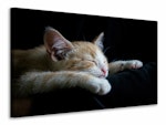 Ljuddämpande tavla - lazy cat