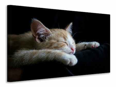 Ljuddämpande tavla - lazy cat