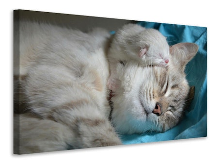 Ljuddämpande tavla - cats mom with baby