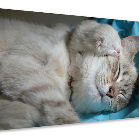 Ljuddämpande tavla - cats mom with baby