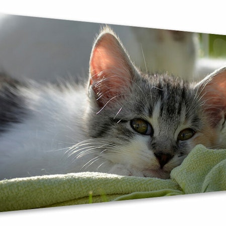 Ljuddämpande tavla - in love with kitten