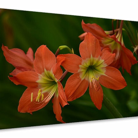 Ljuddämpande tavla - lilies in orange