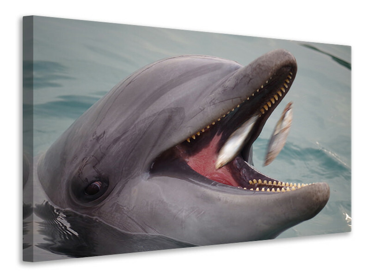 Ljuddämpande tavla - mealtime for a dolphin