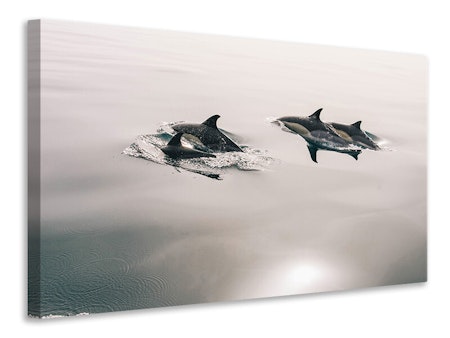 Ljuddämpande tavla - the dolphins